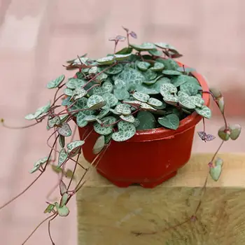  Dayanıklı Pot Plastik Çiçek sepeti Düşmeye Dayanıklı Asılı Yuvarlak Bahçe Sepeti Yükseltmek